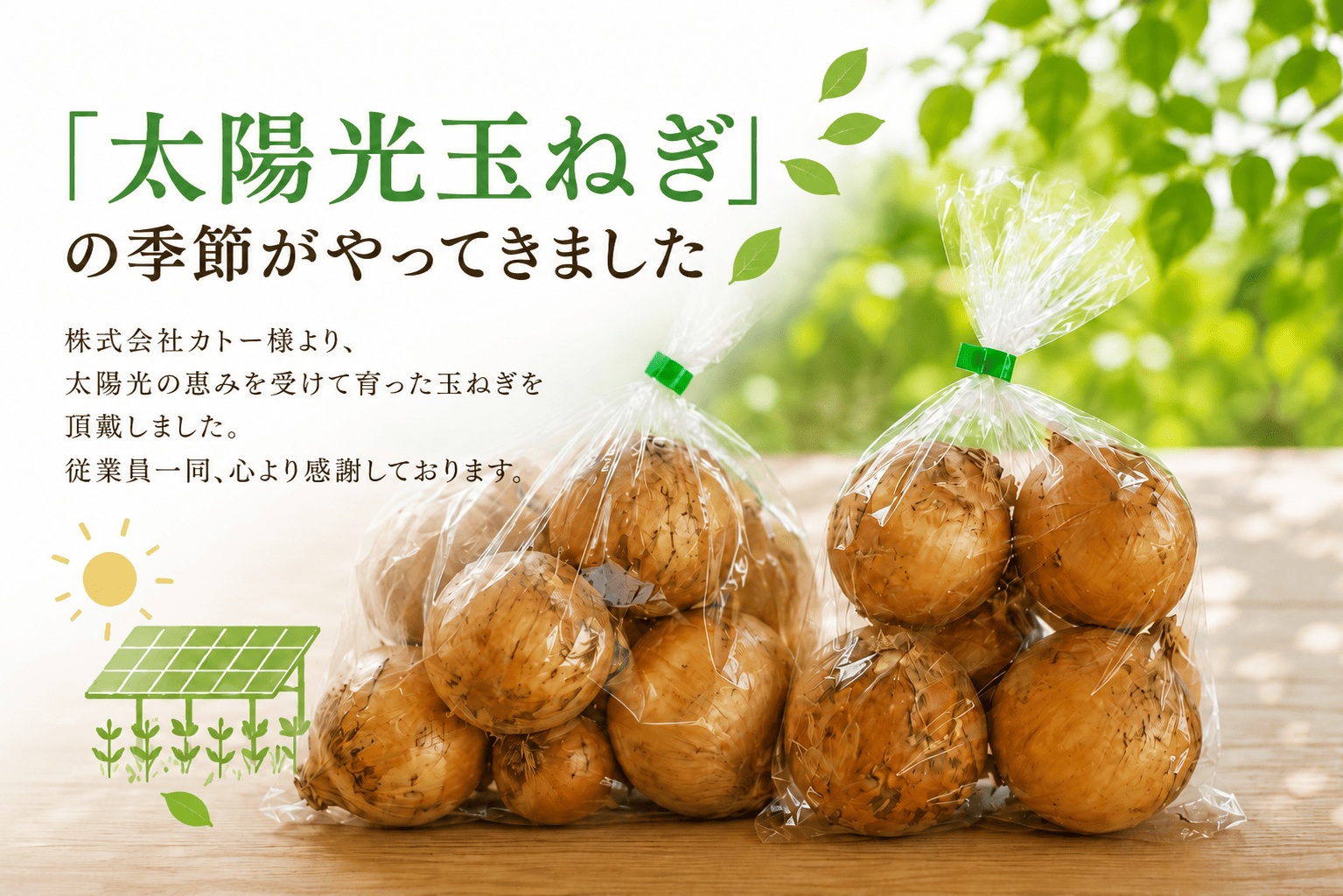 今年も「太陽光玉ねぎ」の季節がやってきました